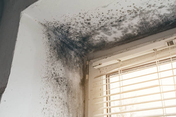 Affordable Mold Inspection And Testing solutions in Siler City, NC